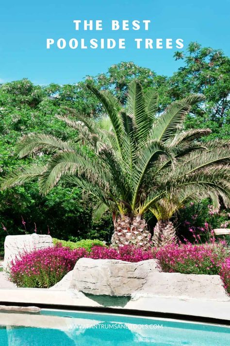 Landscaping For Inground Pools, California Pool Landscaping, Texas Pool Landscaping Backyards, Inground Pool Landscaping Backyards, Poolscaping Ideas, Plants Near Pool, Landscaping Around Inground Pool, Landscaping By Pool, Tropical Pool Landscaping Ideas