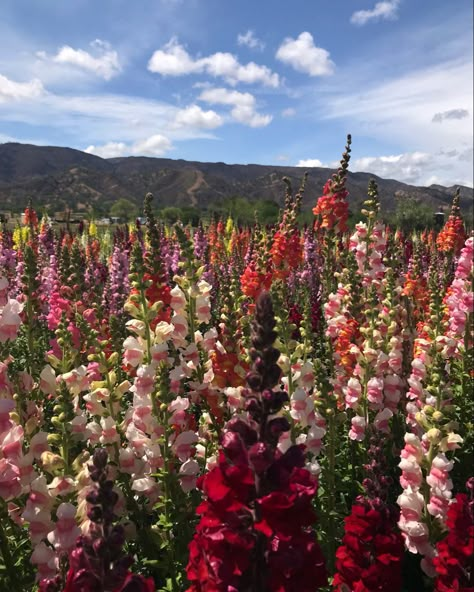 Snapdragon Flowers Aesthetic, Snapdragon Aesthetic, Snapdragons Flowers, Snap Dragons, Snapdragon Flowers, Floral Farm, Farm Workers, Organic Farm, Nothing But Flowers