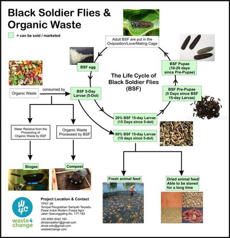 Black Soldier Flies (BSF): Great Business Opportunity and a Perfect Solution to Organic Waste Problem – Waste4Change Rotting Food, Grafting Plants, Black Soldier, Black Soldier Fly, Livestock Feed, Red Worms, Organic Waste, Black Fly, Worm Composting