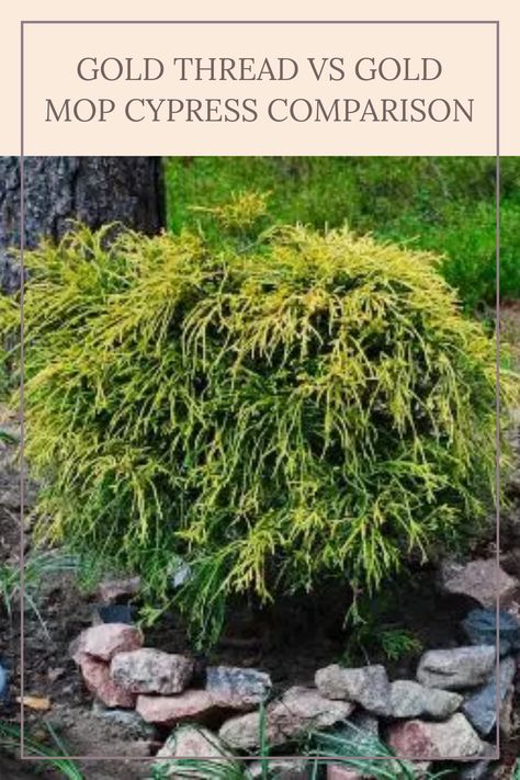 Learn the key differences between Gold Thread Cypress and Gold Mop Cypress. Gold Thread Cypress typically grows 6–8 feet tall, making it a fantastic choice for borders and landscaping. On the other hand, Gold Mop Cypress stands smaller at 2–3 feet, making it perfect for small gardens and accents. Explore their sizes, growth patterns, and advice on where to buy each type for your gardening projects. This detailed guide is ideal for garden enthusiasts looking to choose the right cypress variety. Gold Thread Cypress Landscape, Kings Gold Cypress, Golden Mop Cypress Landscaping Ideas, Gold Thread Cypress, Golden Mop Cypress, Gold Mop Cypress, Lemon Cypress, Leyland Cypress, Gardening Projects