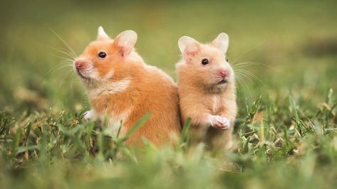 Hamsters silvestres Wild Hamster, Two Hamsters, Hamster Photography, Golden Hamster, Hamster Breeds, Bear Hamster, Hamster Ideas, Cage Hamster, Hamster Stuff