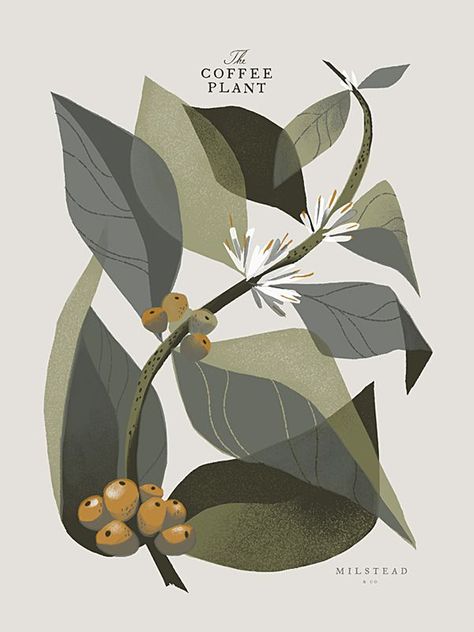 Art Deco Flowers, Art Deco Font, Trendy Plants, Nature Art Prints, Coffee Illustration, Coffee Plant, Font Illustration, Abstract Illustration, Plant Drawing