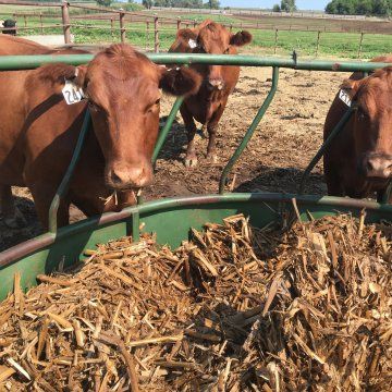 Cow Feeder, Cattle Feeder, Cow Food, Cow Tipping, Beef Farming, Cow Feed, Grass Hay, Raising Cattle, Beef Cow