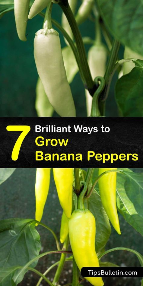 How To Grow Banana Peppers, How To Grow Peppers From Seeds, Growing Banana Peppers, Victory Garden Plans, Gardening Peppers, Peppers Growing, Garden Peppers, Pepper Growing, Gardening Knowledge