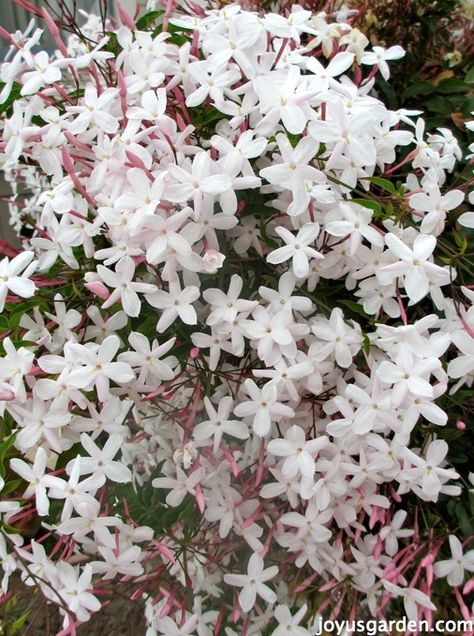 Jasminum Polyanthum, Fast Growing Flowers, Sweet Smelling Flowers, Pink Jasmine, Jasmine Flowers, Garden Vines, Fragrant Plant, Jasmine Flower, Gardening 101