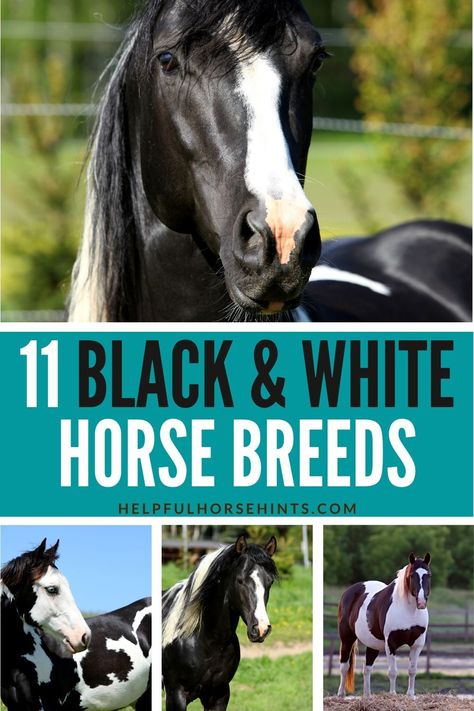 There are many types and breeds of horses where you can find pure black and white horses. Black & white horses come in many different shapes and sizes. If you have always wanted a black and white horse, these 11 horse breeds are a great place to start! #horsebreeds #horse #black #white #paint #helpfulhorsehints Paint Horse Breed, Black And White Horses, Breeds Of Horses, Black White Horse, Leopard Appaloosa, Black And White Horse, Horse Coat Colors, American Paint Horse, Horse Black