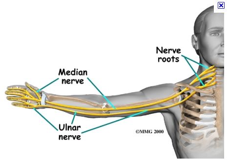 pictures of painful neck and arm Ulnar Nerve, Median Nerve, Pinched Nerve, Elbow Pain, Nerve Pain Relief, Muscle Anatomy, Hand Therapy, Carpal Tunnel, Nerve Pain