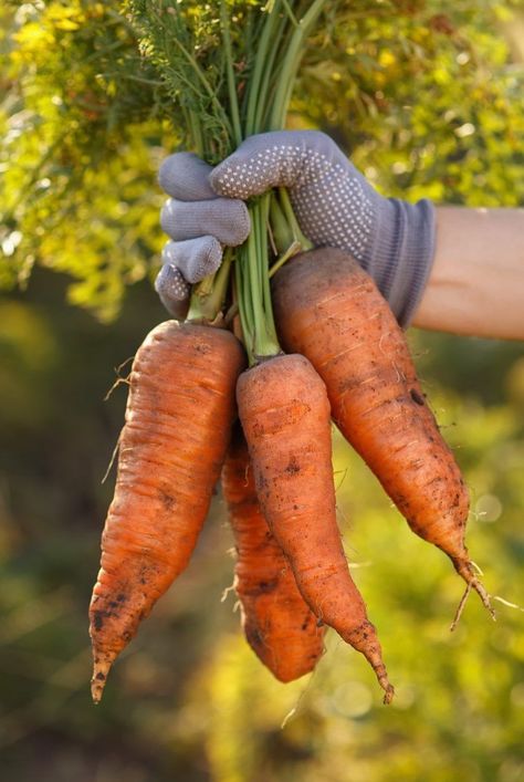 Cake Recipes Carrot, Carrot Dog Treats, Recipes Carrot Cake, Carrot Cake Dessert, Grow Carrots, Plants Tattoo, Cake Dessert Recipes, Carrot Cake Recipes, Wallpaper Plant