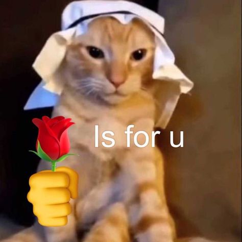 Cat memes on Instagram: “classic habibi cat meme 🛐” Cursed Emojis, Funny Looking Cats, Giving Flowers, Cat Talk, Silly Cats Pictures, Cat Meme, Cat Boarding, Cat Aesthetic, Cute Memes