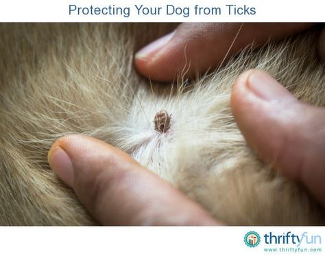 This is a guide about protecting my dog from ticks. Protecting your pet from ticks is preferable to having to remove an infestation on your dog. Ticks On Cats, Get Rid Of Ticks, Tick Removal, Ticks On Dogs, Tick Bite, Tick Repellent, Tick Prevention, Color Blind, Dog Skin