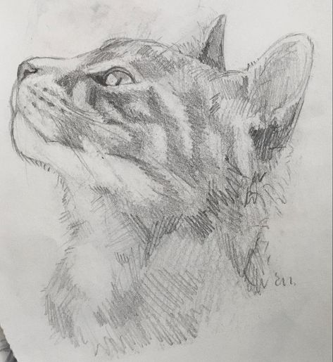 #traditionalart #sketch #artwork #animaldrawing #catdrawings #drawingideas #sketchingideas Cat Looking Up Drawing, Cat Drawing Reference, Cats Art Drawing, Acrylic Art Projects, Cat Sketch, Easy Drawings Sketches, Art Icon, Art Drawings Sketches Simple, Cat Drawing