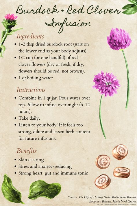 Red Clover Tea, Medicine Garden, Herbal Medicine Recipes, Shadow Garden, Medicinal Herbs Garden, Medical Herbs, Red Clover, Herbal Recipes, Burdock Root