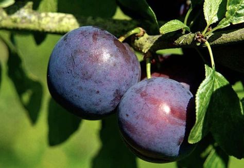 Plums trees are a really reliable fruit, producing abundant harvests of delicious plump fruit for eating fresh or making into jams, pies and crumbles. Nowadays trees are available that grow to a range of sizes including those that don’t take up a lot of space, so there are choices for even the smallest of gardens. Heavy pruning is best avoided, as larger pruning cuts often do not heal well. Thinning of branches on an old, neglected plums tree should be staged over several years in summer. Aim f Eating Fresh, Plum Tree, How To Grow, To Grow, Plum, Trees, Fruit, Pie