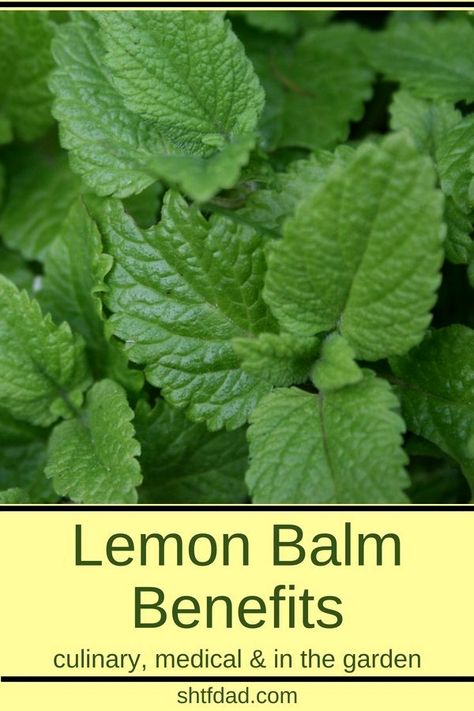 Growing Lemon Balm, Lemon Balm Benefits, Cloister Garden, Remedy For Cold, Earth Medicine, Pineapple Health Benefits, Witch Kitchen, Cold Sores, Lemon Benefits