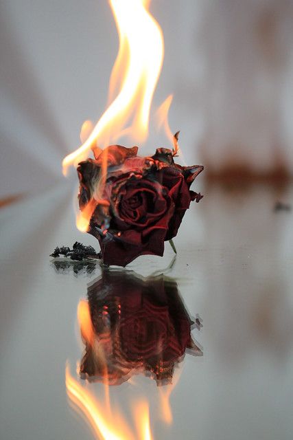 Rose on fire | I took a dry rose and poured some lighter gas… | Flickr Wallpaper Mawar, Rose On Fire, Burning Flowers, Burning Rose, Photo Rose, Only Aesthetic, Aesthetic Roses, Fire Photography, Rosé Aesthetic