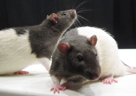 Scientists Demonstrate That Rats Have Imaginations Rat Cage, Graveyard Shift, Lab Rats, Brain Damage, Pet Rats, Medical College, Human Connection, Rodents, Graveyard