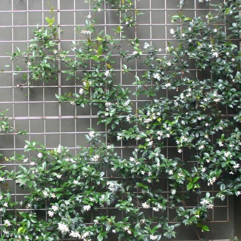 Garden Plants Ideas, Trachelospermum Jasminoides, Screen Plants, Australian Native Garden, Metal Trellis, Star Jasmine, Plants Ideas, Pergola Canopy, Garden Decor Ideas