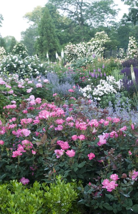 Knock-out roses Double Knockout Roses Landscaping, Double Knock Out Roses Landscape Ideas, Pink Knockout Roses In Landscaping, Pink Knockout Roses, Coral Knockout Roses, Groundcover Roses, Double Knockout Roses, Knock Out Roses, Heather Gardens