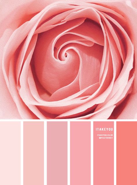 Orange, Teal and Yellow Color Inspiration 1 - I Take You | Wedding Readings | Wedding Ideas | Wedding Dresses | Wedding Theme Pink Tones Colour Schemes, Pink Color Wheel, Pink Peach Yellow Colour Palettes, Peach Shades Color Schemes, Rose Pink Color Palette, Shades Of Peach Colour Palettes, Peach Pink Color, Rose Colour Palette, Nude Color Palette