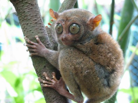 The animal world consists of creatures with diverse and interesting characteristics.



For this reason, we are all so hooked on nature documentaries. Large ey...
#AnimalsWith #List #Features Animals With Big Eyes, Animals Of The Rainforest, Lizard Species, Weird Birds, Philippines Travel Guide, Slow Loris, Animals Around The World, Strange Animals, Primary Research