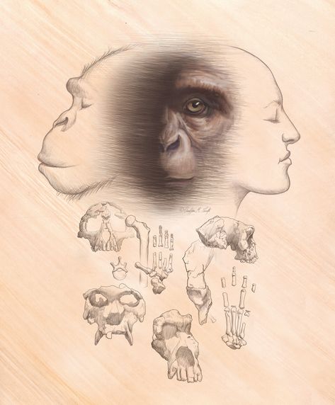 Evolution Artwork, Darwin Evolution, Evolution Tattoo, Evolution Art, Early Humans, Human Evolution, Archaeology News, Charles Darwin, Art Masters