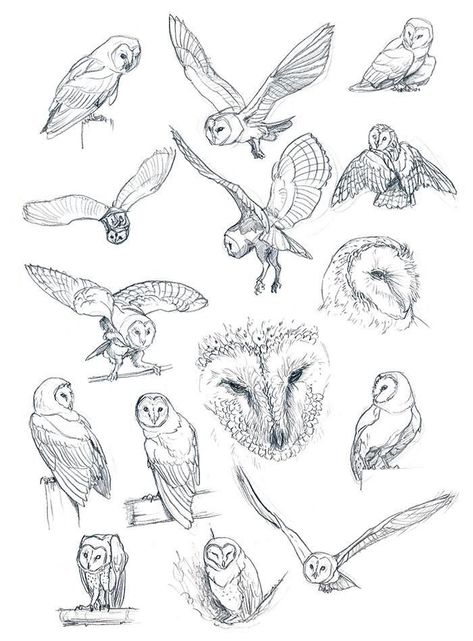 Bird Of Prey Drawing, Owl Reference, Barn Owl Drawing, Bird Sketches, Barn Owl Tattoo, Bird Journal, Bookplate Design, Gothic Tattoos, Owl Sketch