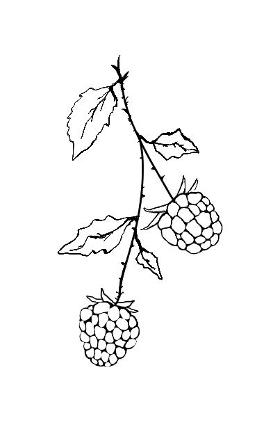 Raspberry Drawing Simple, Wild Raspberry Tattoo, Black Raspberry Tattoo, Raspberry Bush Tattoo, Raspberry Tattoo Minimalist, Blackberries Tattoo, Berry Tattoos, Tattoo Branch, Raspberry Drawing