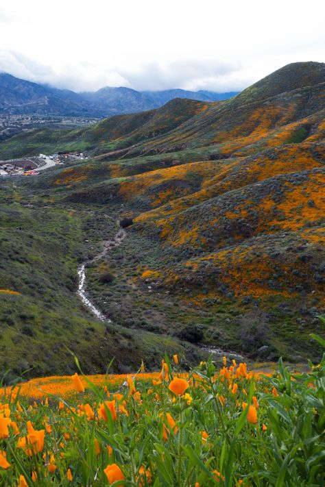 Lake Elsinore Wildflowers - Leisure Fan Club Super Bloom, Lake Elsinore, Ends Of The Earth, Dream Places, Little Flowers, Magical Places, Of The Earth, Flower Field, Beautiful Scenery