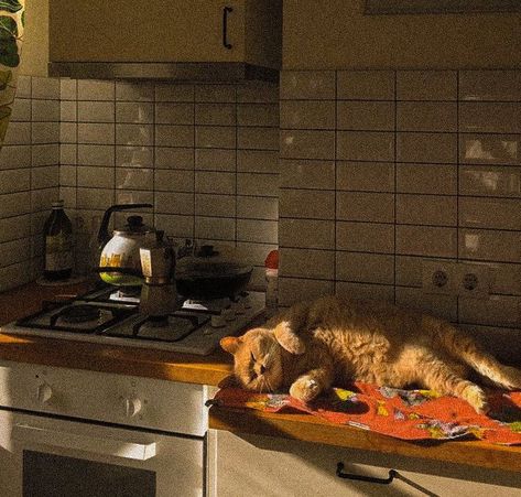 Orange Cat, Pretty Cats, 귀여운 동물, Hetalia, 인테리어 디자인, A Kitchen, Future House, Dream Life, A Dog