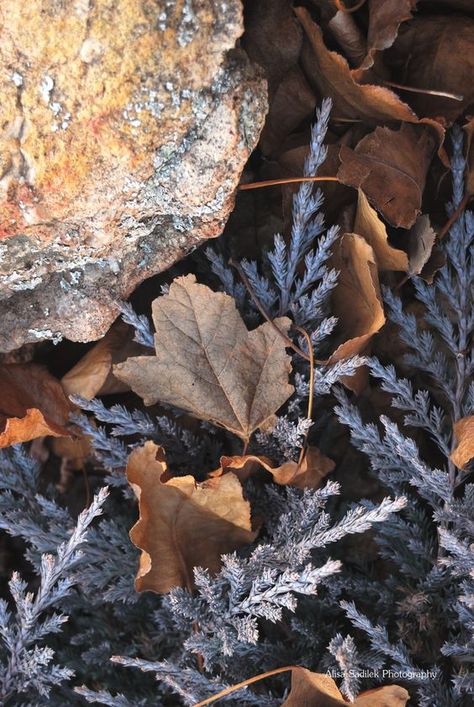 Blue Autumn Aesthetic, Brown Blue Aesthetic, Blue Brown Aesthetic, Day And Night Song, Blue And Brown Aesthetic, Helen Allingham, Songs Photo, Dead Leaves, Autumn Blue