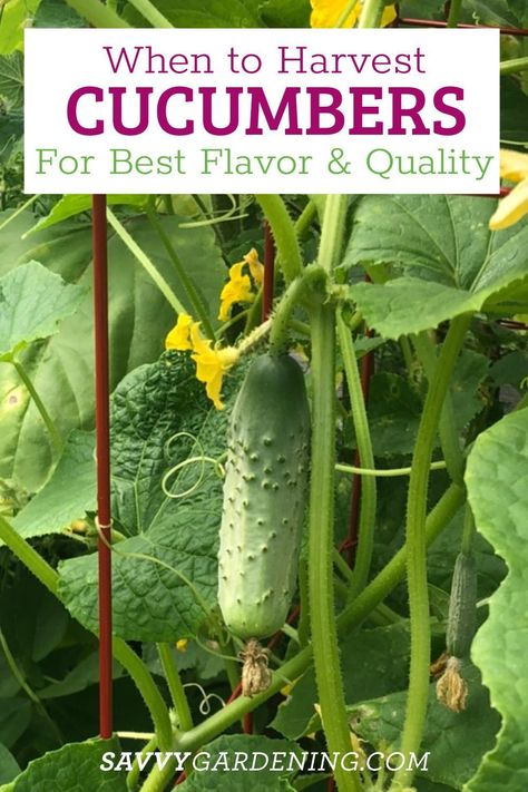 When To Pick Cucumbers, When To Harvest Cucumbers, Burpless Cucumber, Bitter Cucumbers, Garden Cucumbers, Cucumber Vegetable, Cucumber Gardening, Cucumber Varieties, Japanese Cucumber