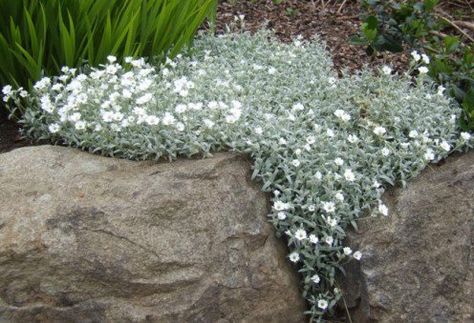 Snow-in-summer makes a thick mat, and drapes elegantly over rock and walls. Landscaping Perennials, Perennials Low Maintenance, Blooming Perennials, Perennials Flowers, Ground Cover Roses, Long Blooming Perennials, Rock Garden Plants, Snow In Summer, Gardening Zones