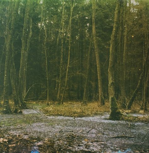 A polaroid picture showing a forest with a muddy ground covered in blue ice. The picture has green undertones Vintage Forest Photography, Green Polaroid Aesthetic, Vintage Forest Aesthetic, Forest Polaroid, Decisions Aesthetic, Green Forest Aesthetic, Polaroid Collection, Jeff Vandermeer, Cold Forest