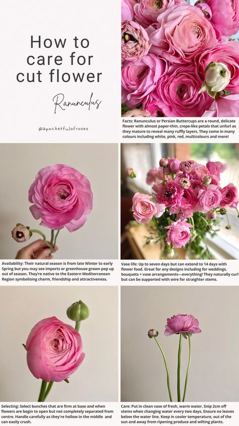 Some facts and tips about Ranunculus and how to care for them. Ranunculus Vase Arrangement, Ranculus Flowers Care, Renuculas Bouquet, Ranunculus Flower Arrangements, Ranunculus Vase, Ripping Up Carpet, Flower Ranunculus, Ranunculus Arrangement, Persian Buttercup