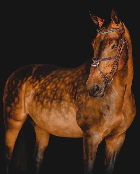 Pick a bay gelding 1-10 😏 | Instagram Kwpn Horse, Horse Markings, Lusitano Horse, Horse Coat Colors, Bay Horse, Horse Aesthetic, Most Beautiful Horses, Thoroughbred Horse, Majestic Horse