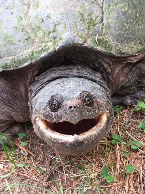 Snapping turtle. This guy was angry! Northwestern Wisconsin Turtle Slapping Other Turtle, Giant Turtle Fantasy Art, Big Headed Turtle, Common Snapping Turtle, Snapping Turtle, Turtles Funny, Turtle From Over The Hedge Meme, Beautiful Nature Pictures, Cool Animations