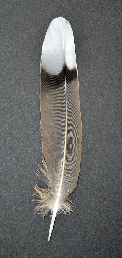 Pictures Of Feathers, Bird Feathers Aesthetic, Feathers Aesthetic, Feather Display, Feather Identification, Aesthetic Generator, Feather Photo, Finding Feathers, Hawk Feathers