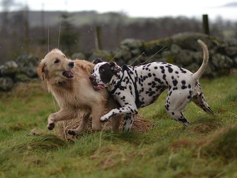 Dalmatian and Golden retriever puppies play. Both are just 8 months old Dalmatian And Golden Retriever, Dalmatian Golden Retriever, Golden Retriever And Dalmation, Royalty Dr, Dog Quotes Love, Golden Retriever Puppies, Dalmatian Puppy, Funny Dog Memes, Retriever Puppies