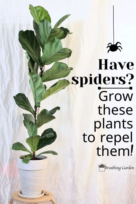 Spiders Repellent Diy, Plants That Repel Spiders, Strawberry Companion Plants, Repellent Diy, Spiders Repellent, Plants That Repel Bugs, Get Rid Of Spiders, Natural Mosquito Repellant, Best Indoor Plants