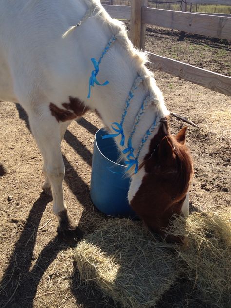 I read online that a groom in England said his barn uses ribbons instead of braiding bands in their horses manes because bands can break the hair. Chief and I experimented with them this morning! #horse #braid #ideas #ribbon #hair #care Horse Braiding, Cowgirl Stuff, Horse Mane, Hair Ribbons, Braid Ideas, Hair Ribbon, Ribbon Hair, School Project, Jena