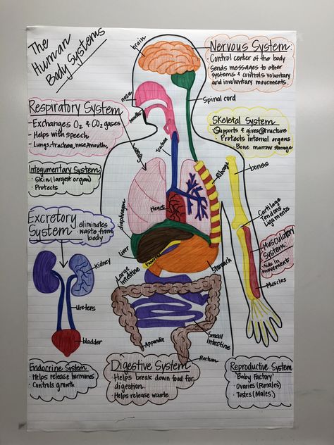 Human body systems anchor chart for 7th grade science. Human Body Systems Anchor Chart, Human Body Projects Middle School, Digestive System Anchor Chart, Science Body Systems, Health Science Teacher, Human Body Systems Projects Middle School, Body Systems Anchor Chart, Human Body Anchor Chart, Life Science Anchor Charts