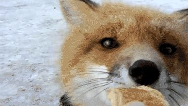 Fox Stimboard, Fox Gif, Vulpes Vulpes, Animal Tumblr, Nom Nom Nom, Cut Cat, December 01, Fox Pictures, Audio Engineer