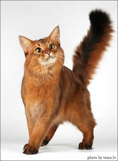 Cat Pose Photography, Fluffy Cat Reference, Cats Reference Photos, Cat Poses Photography, Cat Looking Up, Cat Poses Reference, Cat Reference Poses, Cute Cat Poses, Cat Reference Photo