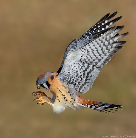 American Kestrel Hunting by Nature's Photo Adventures - David G Hemmings, via Flickr Raptors Bird, American Kestrel, Kestrel, Airbrush Art, Bird Pictures, Birds Tattoo, Pretty Birds, Bird Photo, Colorful Birds