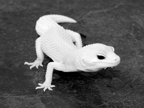 Leucistic leopard gecko                                                                                                                                                     More Animals List, Rare Albino Animals, Cute Gecko, Cute Lizard, Albino Animals, Cute Reptiles, List Of Animals, Leopard Gecko, Rare Animals