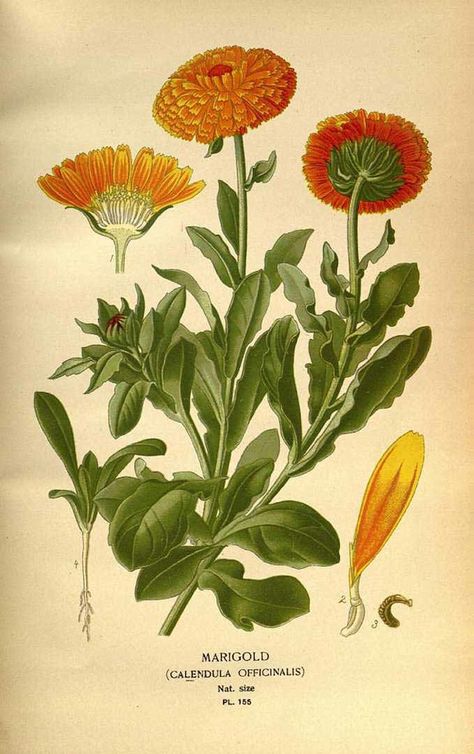 calendula officinalis illustration - circa 1896 Calendula Flower Illustration, Calendula Officinalis Illustration, Shakespeare Garden, Flower Tat, Single Flowers, Calendula Officinalis, Brand Personality, Candle Scents, Antique Botanical Print