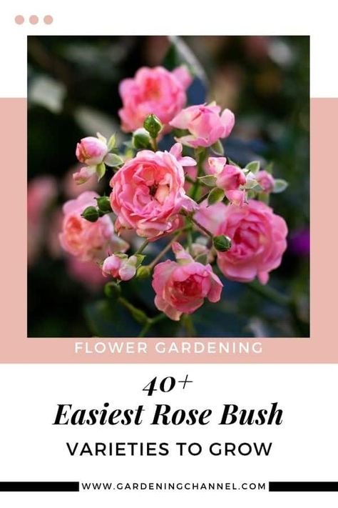 Roses Bushes Landscape, Gift Basket Ideas For Grandma, Women Gift Basket Ideas, Birthday Gifts For Mom Diy, Diy Gift Ideas For Mom, Heirloom Flowers, Gifts For Moms Birthday, Grandmother Gift Ideas, Gift Ideas For Mom Birthday