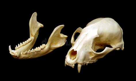 Raccoon Skeleton, Raccoon Teeth, Teeth Images, Raccoon Skull, Skull Reference, Animal Skeletons, Animal Teeth, Black Image, Art Class