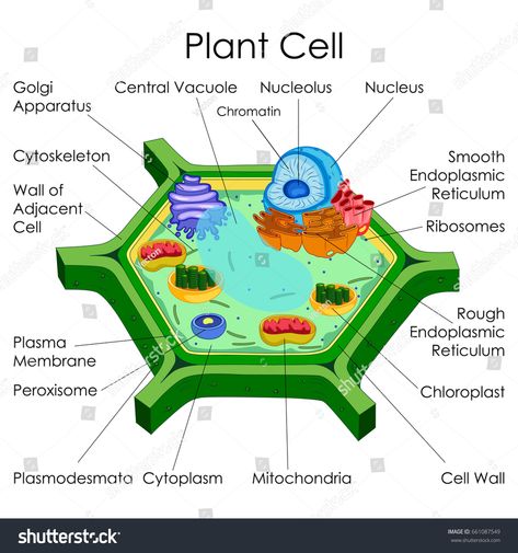 Education Chart of Biology for Plant Cell Diagram. Vector illustration #Ad , #Affiliate, #Biology#Plant#Education#Chart 3d Plant Cell, Edible Cell Project, Cell Biology Notes, Plant Cell Project, Plant Cell Diagram, Cell Model Project, Plant Cell Structure, Plant Cell Model, Animal Cell Project