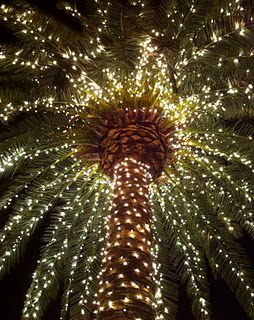 palmetto trees dressed in lights Palm Tree Lights, Christmas Palm Tree, Palmetto Tree, Outdoor Trees, Tropical Christmas, Coastal Christmas, Outdoor Christmas Lights, Photo Tree, Art Christmas